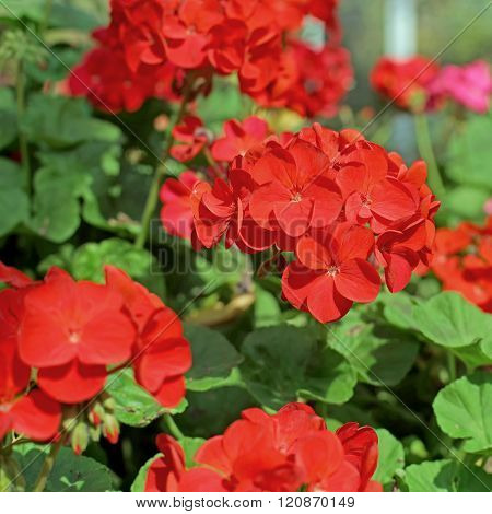 Red Plumbago Auriculata Flower