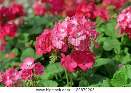 Pink Plumbago Auriculata Flower