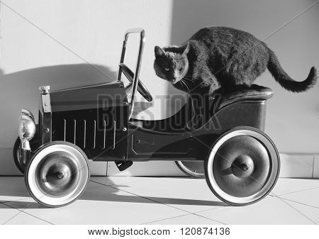 the cat in the car