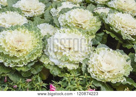 Fresh white oakleaf lettuce in the farm
