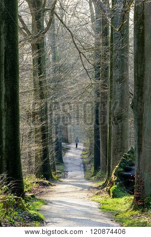 Spring In Beech Forest