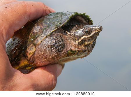 Musk Turtle In Hand