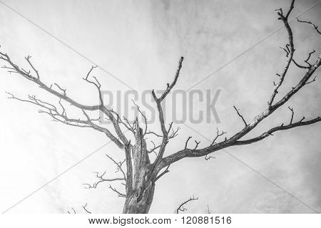 Old dead dry wood