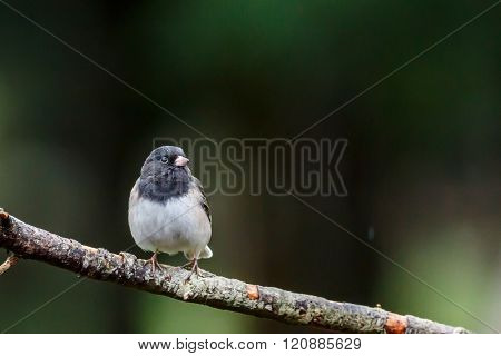 Oregon Junco