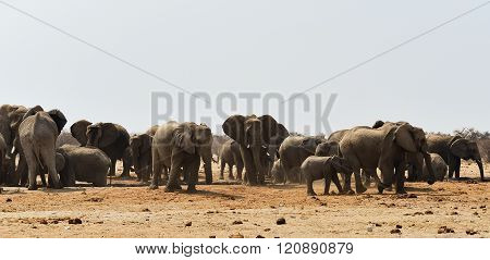 Herd of elephants