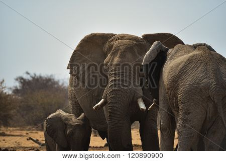 Herd of elephants