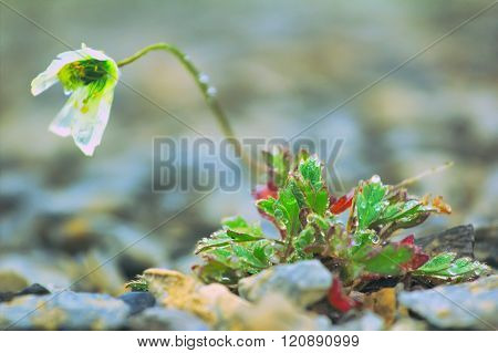 North Fall: Last Arctic Poppy (novaya Zemlya Archipelago)