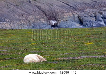 Owner Of Arctic Polar Bear