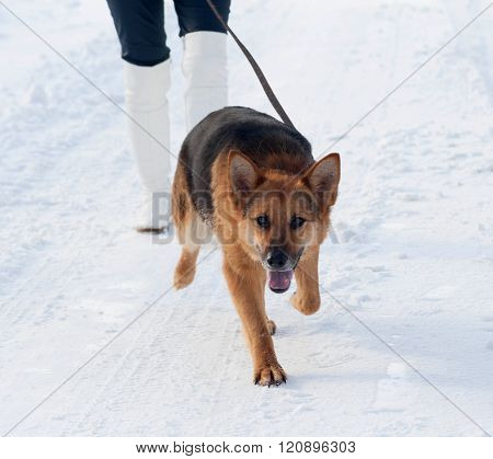 Black And Red Mongrel Dog Goes On Snow