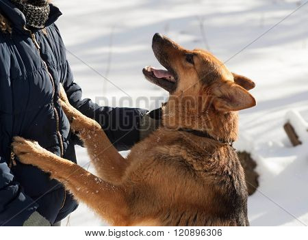 Black And Red Mongrel Dog Standing Front Paws On Human Breast