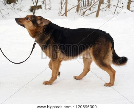 Black And Red Mongrel Dog Goes On Snow