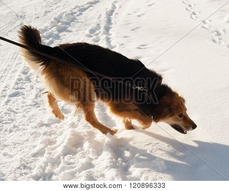 Red Fluffy Mongrel Dog Running On Snow