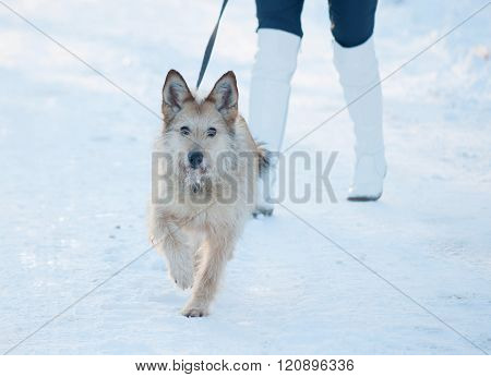Red Fluffy Mongrel Dog Standing On Snow