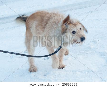 Red Fluffy Mongrel Dog Shakes Off On Snow