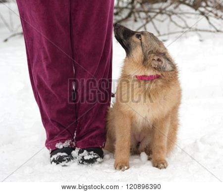 Red Fluffy Mongrel Puppy Sitting On Snow