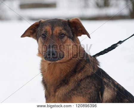 Red Mongrel Dog Sitting On Snow