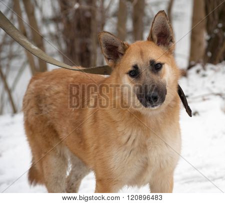 Red Mongrel Dog Standing On Snow