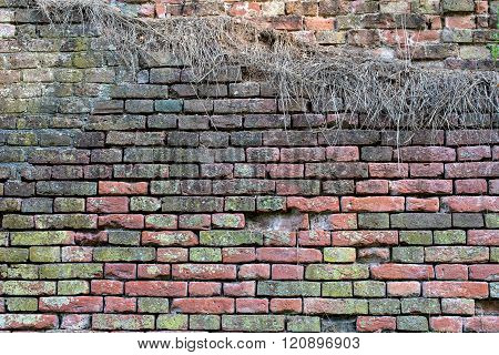 Reddish Brown Brick Wall Covered With Moss And Grass 1