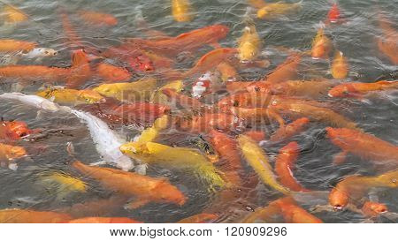 High Angle View Fishpond With Koi Fishes