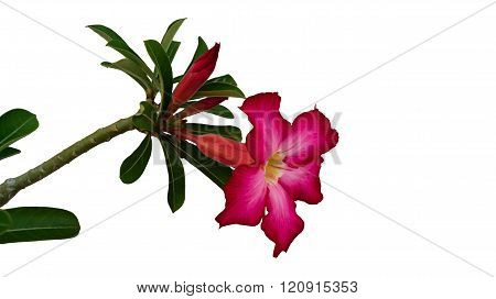 Beautiful red-pink azalea flowers tropical flowers.