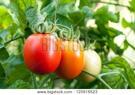 red and green tomatoes grow on twigs. Ripening organic tomatoes on a vegetable bed into the garden. Bio product.