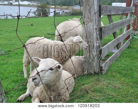 Sheep on a hilltop in Newfoundland