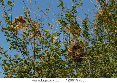 Bird nest .