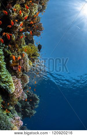 Coral reefs with tiny fish in the Ras Muhammad National Park. Egypt