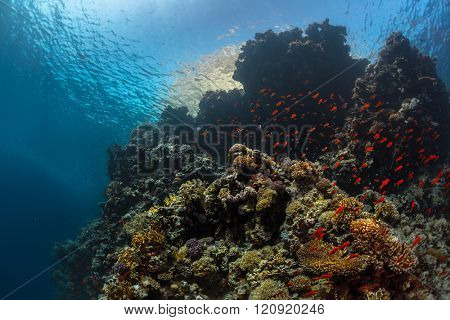 Coral reefs with tiny fish in the Ras Muhammad National Park. Egypt