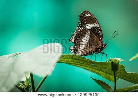 Butterfly On Turquoise Background