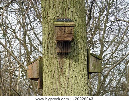 Bat Boxes On Tree