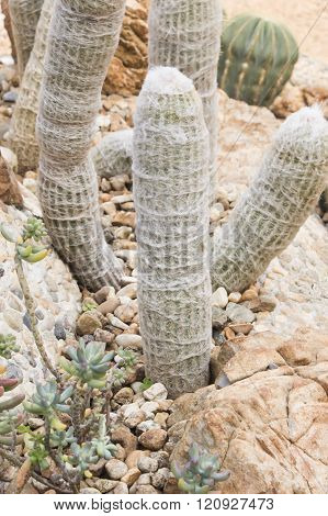 Cactus, desert plant, prickly plant, thorny, spiny. Various cactus plants in the garden.