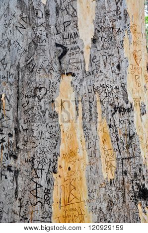 Tree Carving