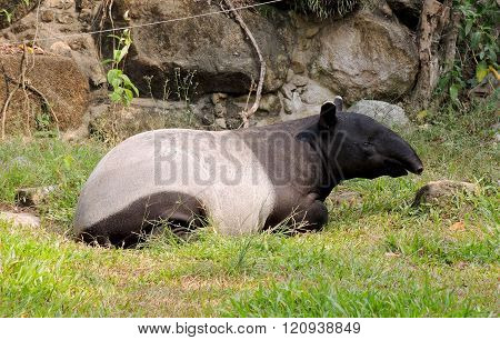 Tapir