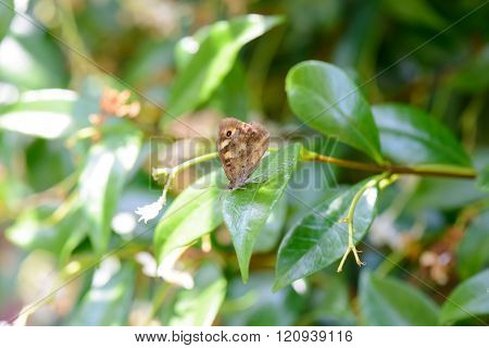 Butterfly On Leaf