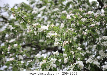 Apple Flower At Spring