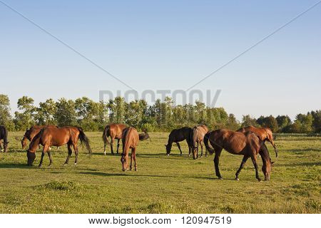 Horses Grazing In A Meadow