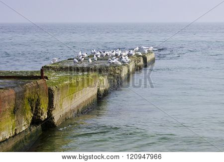 Seagulls On An Old Pier