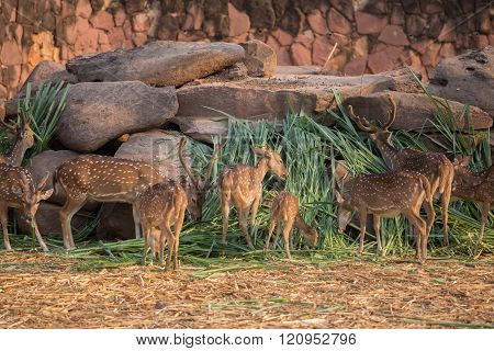 Chital, Cheetal, Spotted deer, Axis deer eating grass