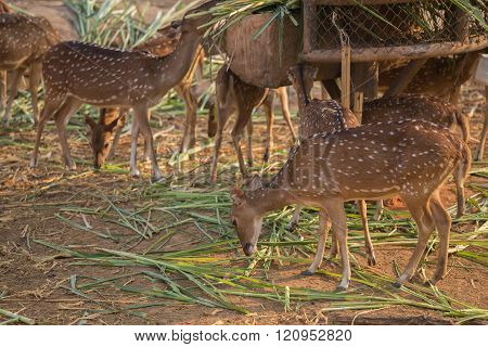 Chital, Cheetal, Spotted deer, Axis deer eating grass