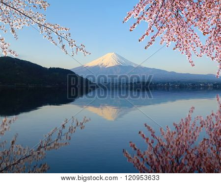 Mt.Fuji with Cherry Blossom with water reflection at Lake Yamanaka, Yamanashi, Japan