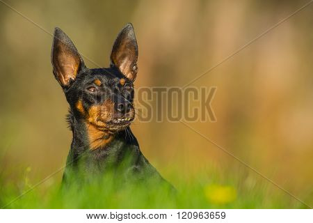 Dog in meadow