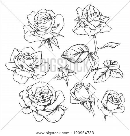 Set of hand-drawn roses.