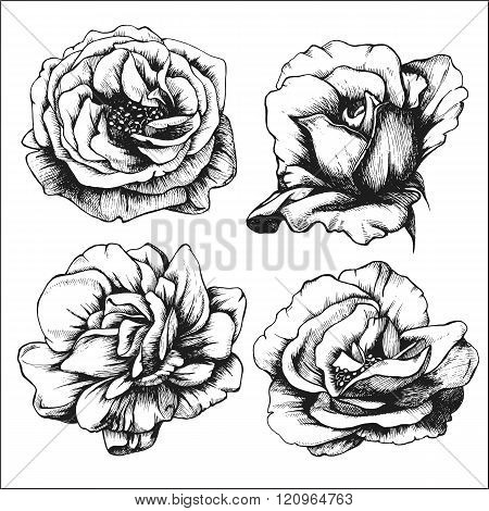 Set of highly detailed hand-drawn roses.