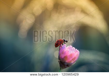 Smell of the spring