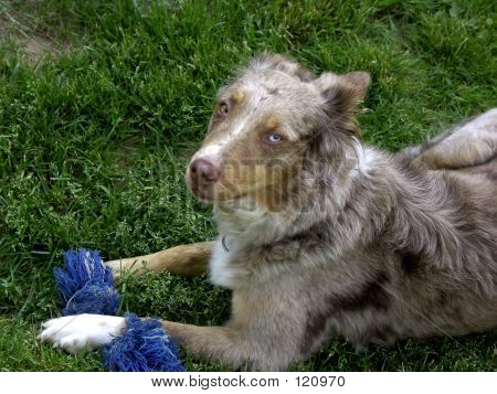 Hund und Spielzeug