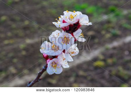 Apricot flowers