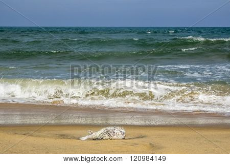 puffer fish dead on the beach, Arugam Bay, Sri lanka