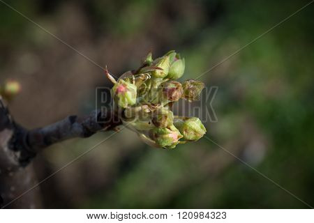 Pear bud