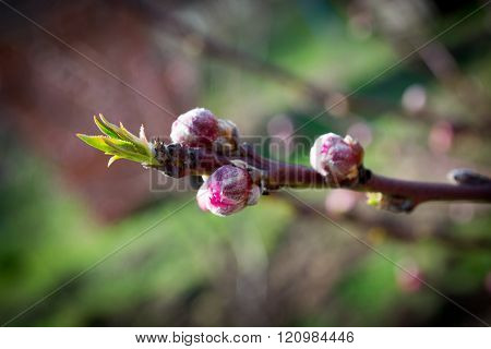 Peach bud in early spring
